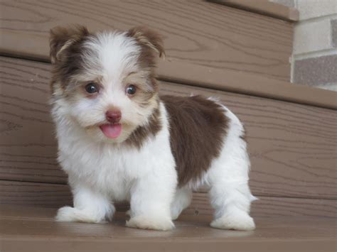 Coton de Tulear <b>Puppies</b> Call Tracey at (360) 281-7916, 3 Males, $1,800, 9-weeks old, multicolored, fun loving and devoted to their family, AKC Registered, rare breed. . Puppies for sale in atlanta